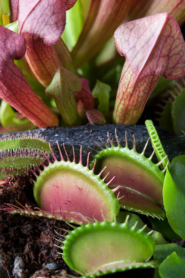 Sarracenia and Dionaea