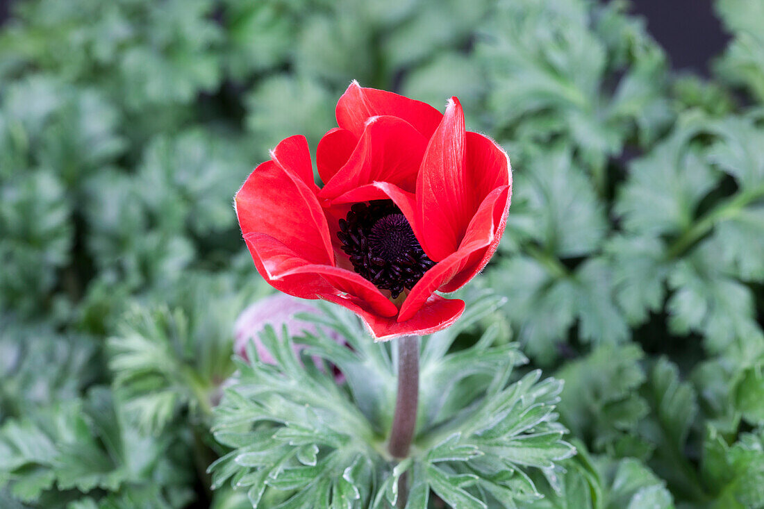 Anemone coronaria