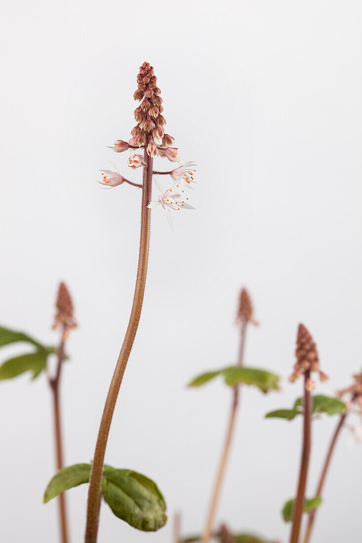 Tiarella cordifolia