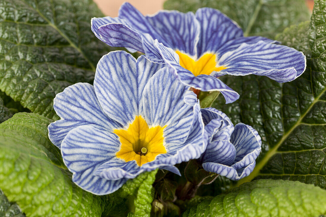 Primula vulgaris 'Nautilus® Blue Vein'