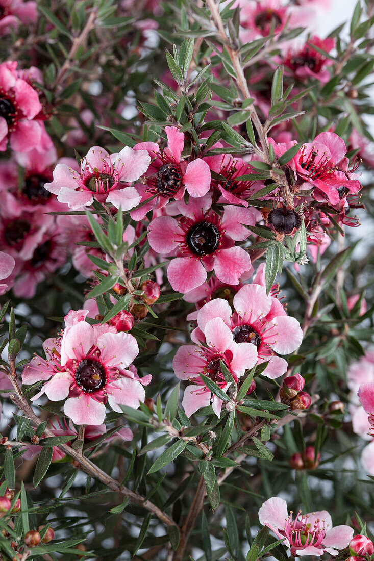 Leptospermum scoparium