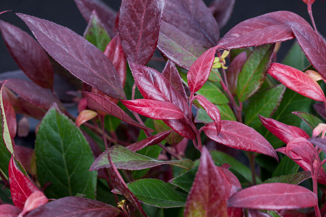 Leucothoe walteri 'Scarletta'®