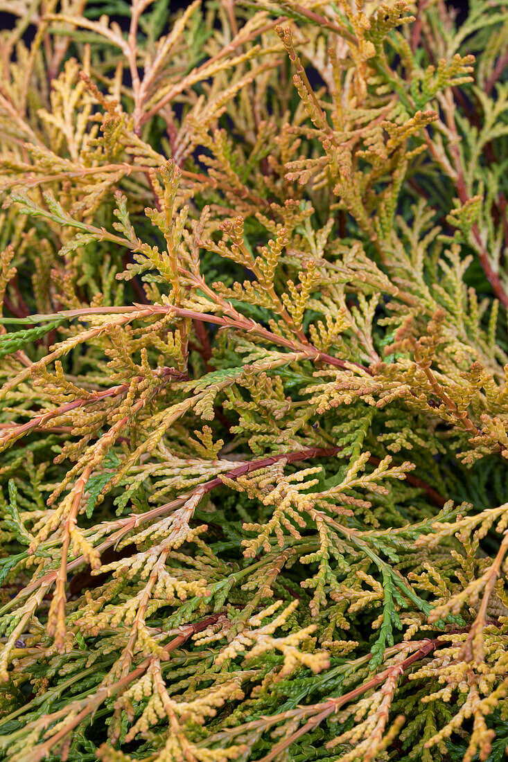 Chamaecyparis obtusa 'Kamarachiba'.