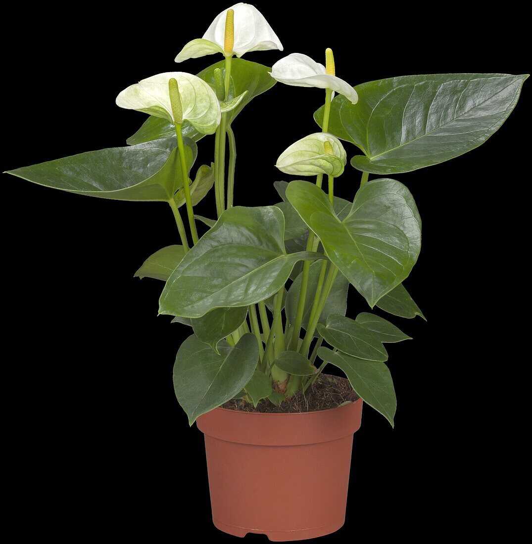 Anthurium andreanum