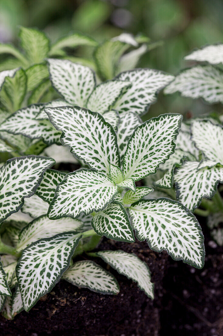 Fittonia albivenis