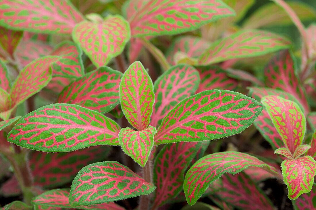 Fittonia albivenis