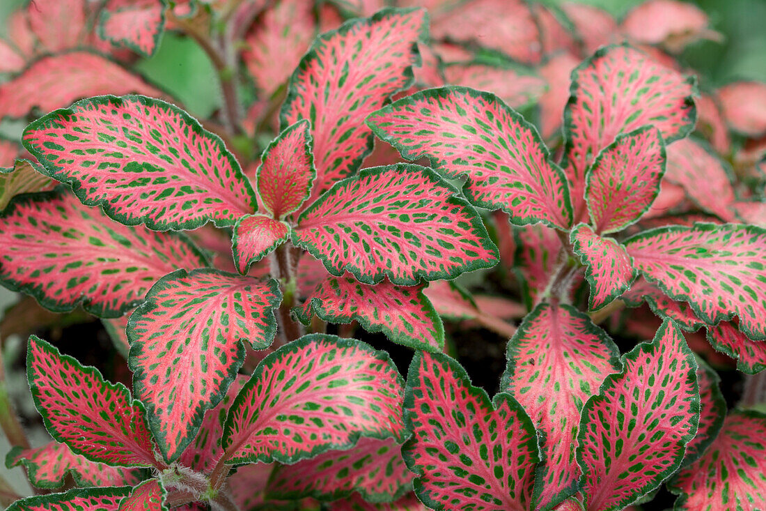 Fittonia albivenis