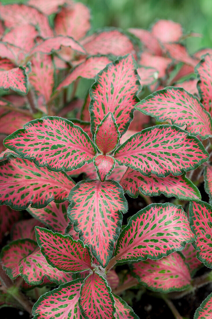 Fittonia albivenis