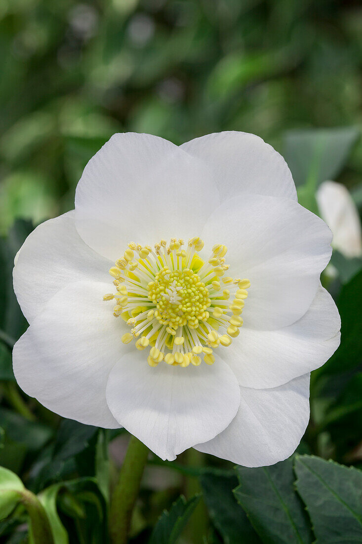 Helleborus niger 'Wintersun