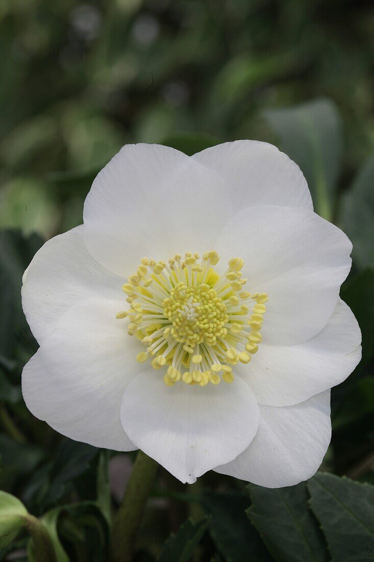 Helleborus