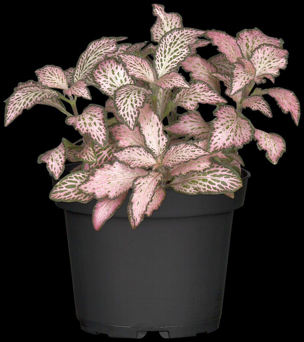 Fittonia albivenis