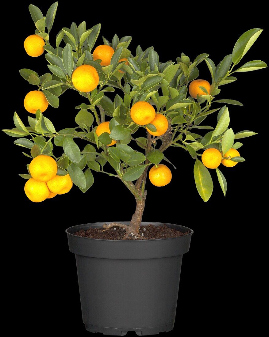 Citrus madurensis, strain