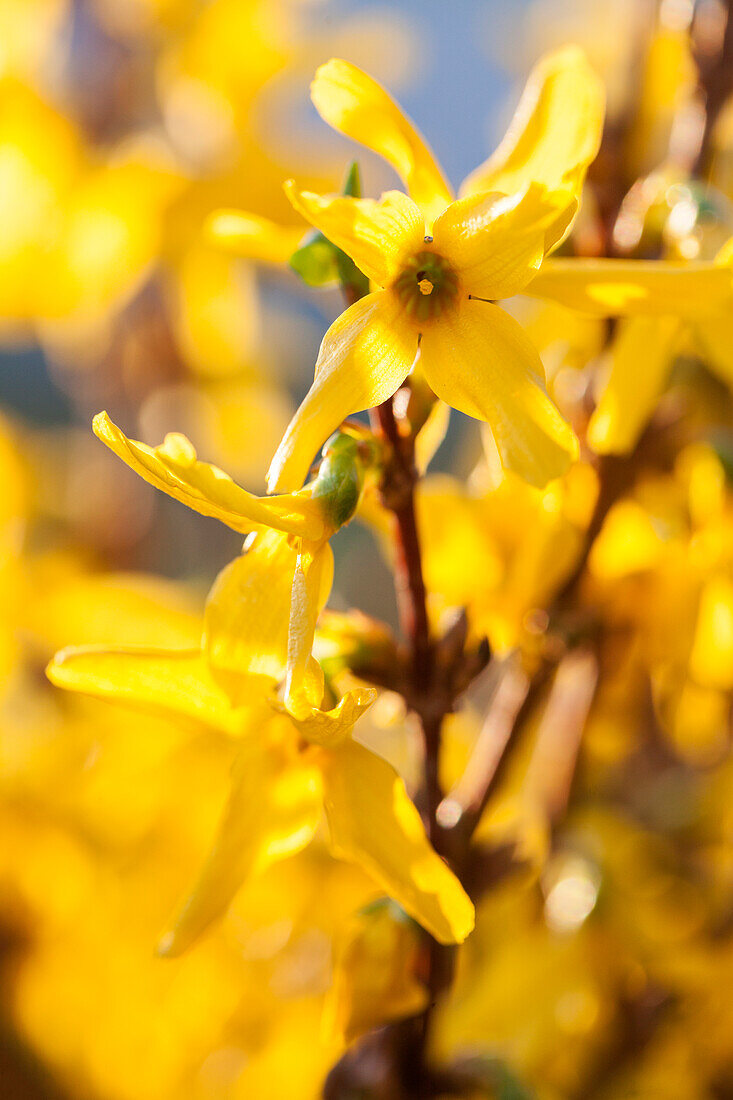 Forsythia x intermedia