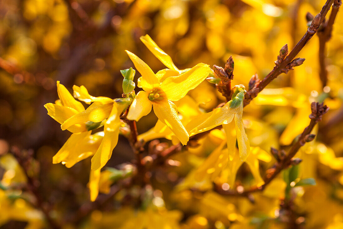 Forsythia x intermedia