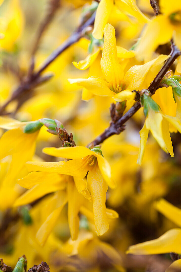 Forsythia x intermedia