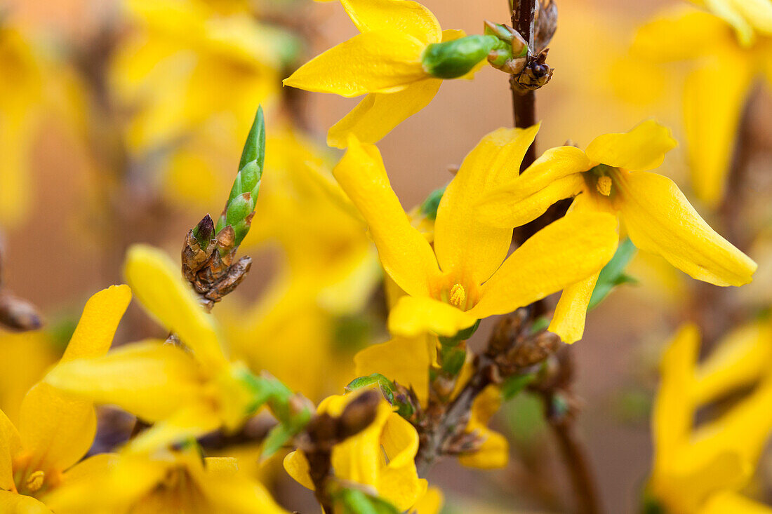 Forsythia x intermedia