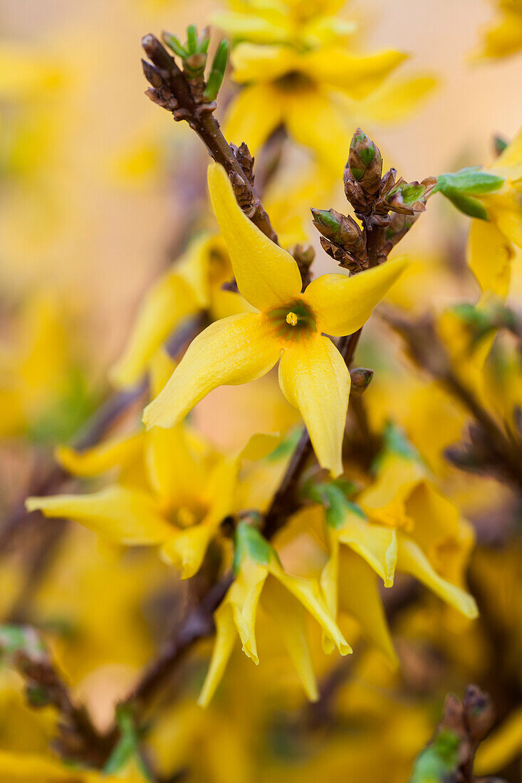 Forsythia x intermedia