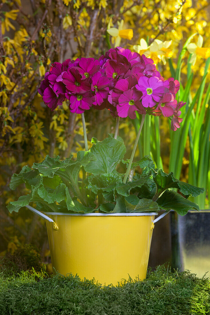 Primula obconica