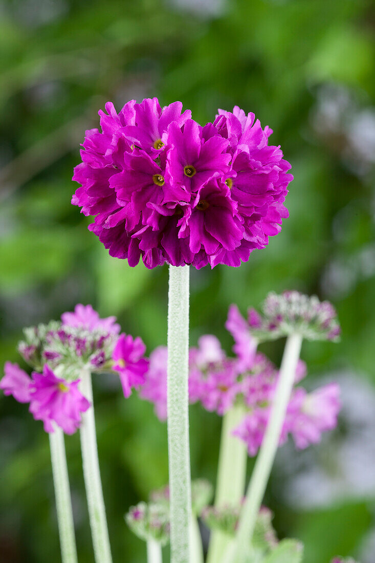 Primula denticulata