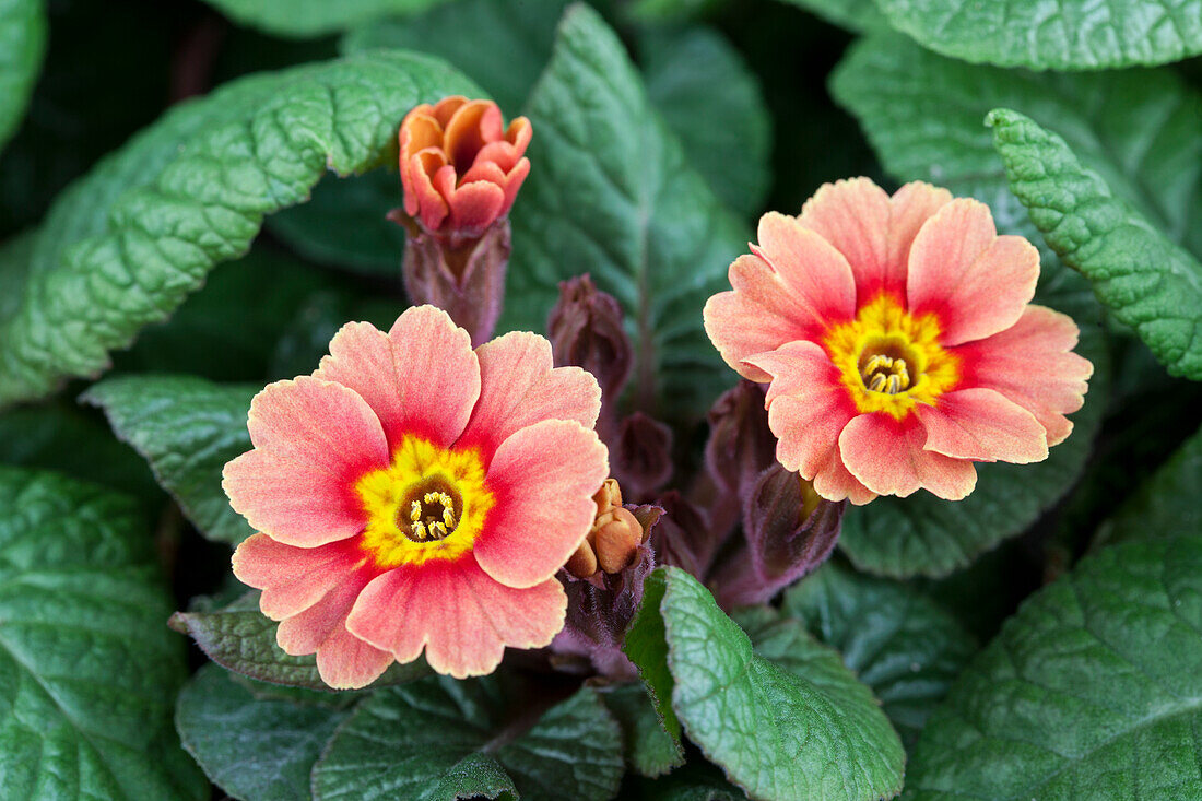 Primula vulgaris