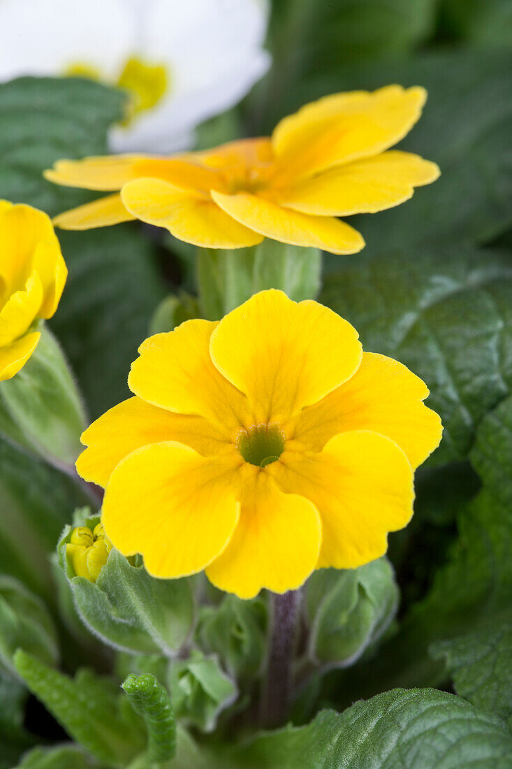 Primula vulgaris