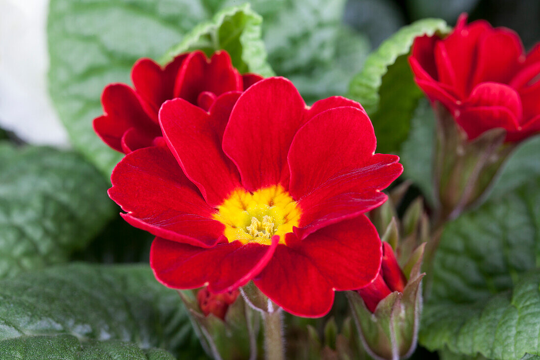 Primula vulgaris