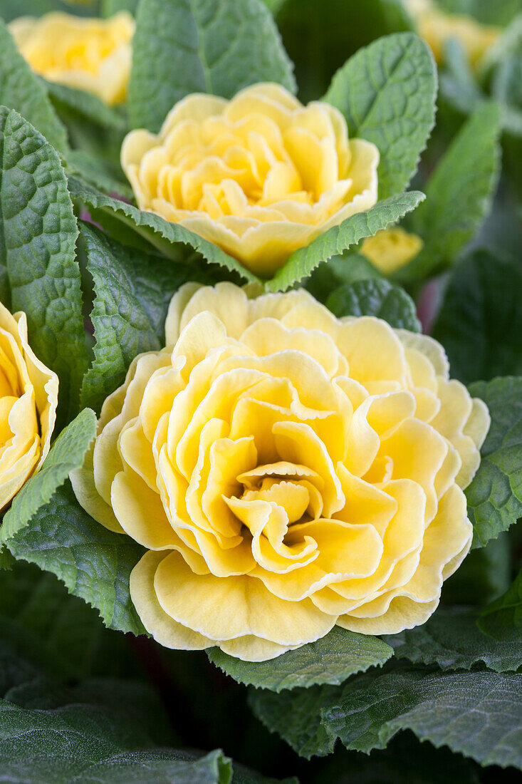 Primula vulgaris BELARINA