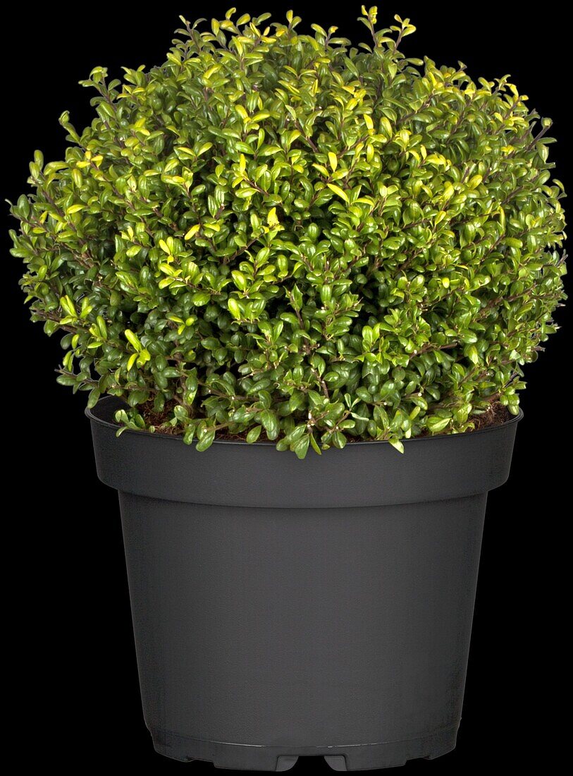 Ilex crenata 'Convexa', Globe