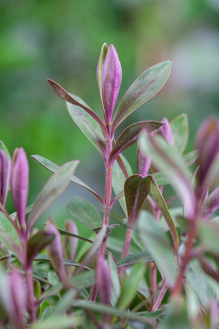 Hebe 'Green Boys'