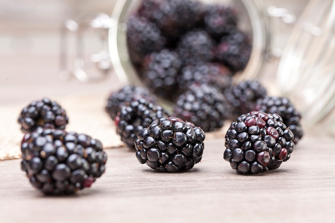 Rubus fruticosus