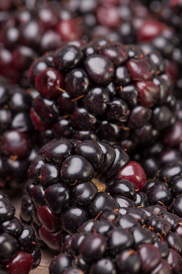 Rubus fruticosus