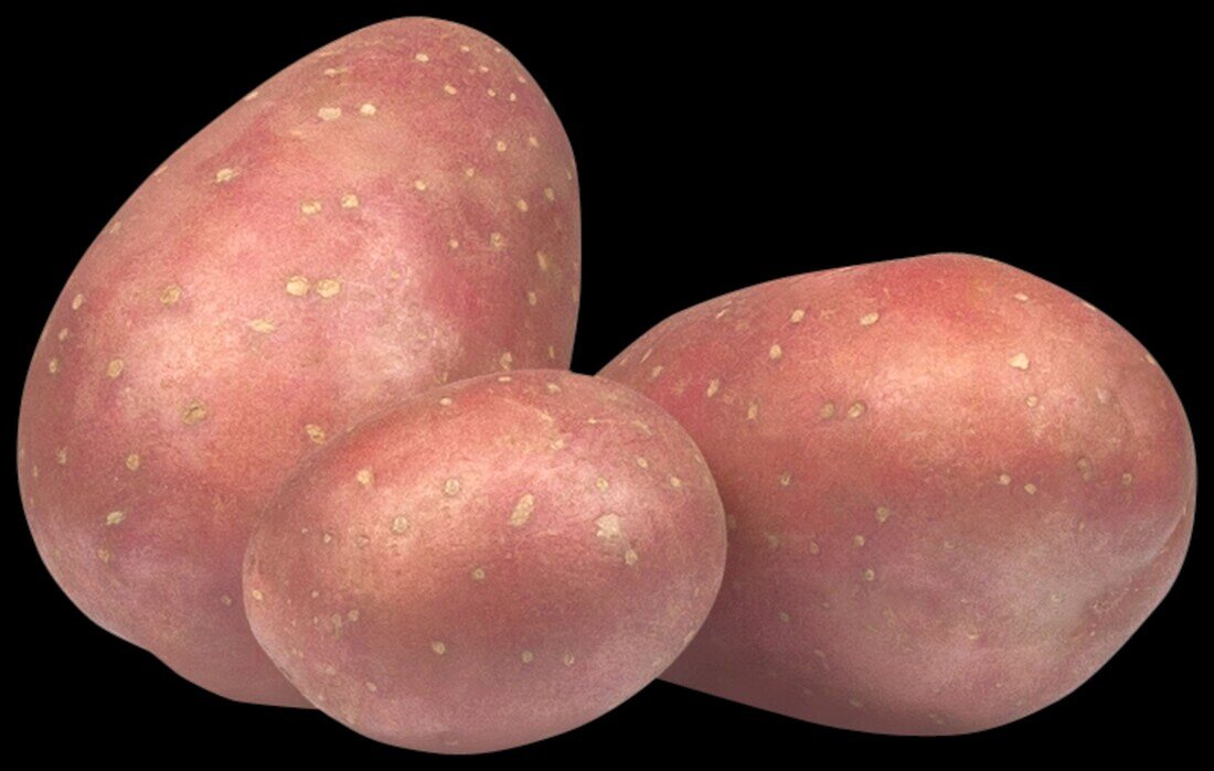 Solanum tuberosum