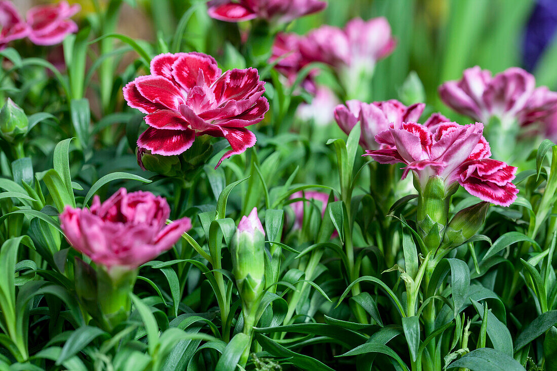 Dianthus caryophyllus