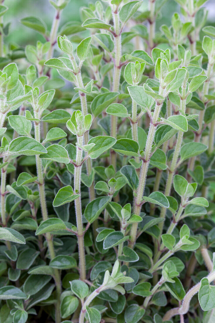 Origanum vulgare