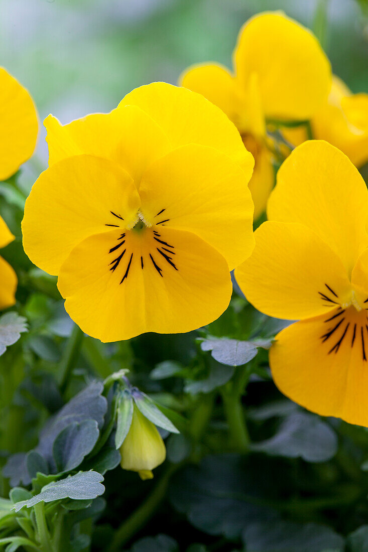 Viola cornuta