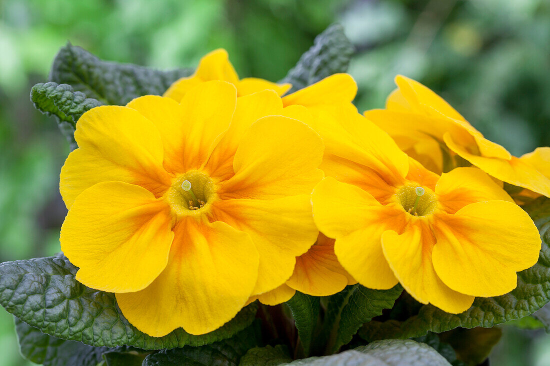 Primula vulgaris