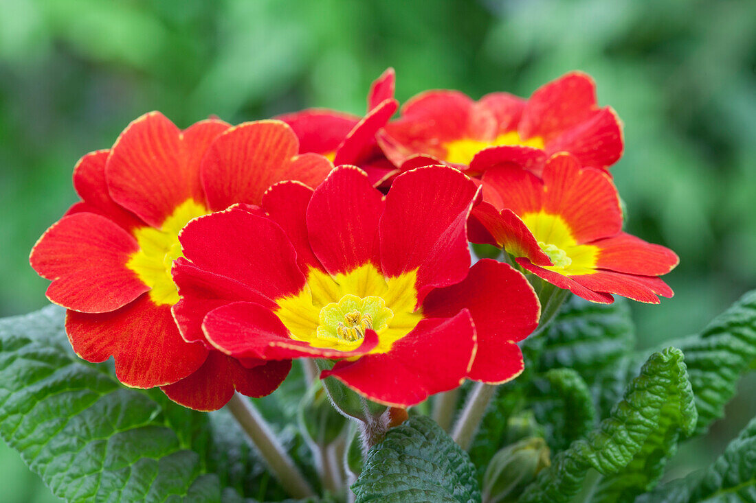 Primula vulgaris