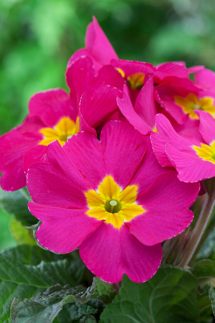 Primula vulgaris