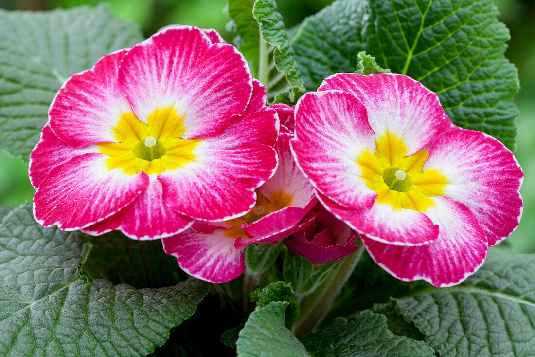 Primula vulgaris