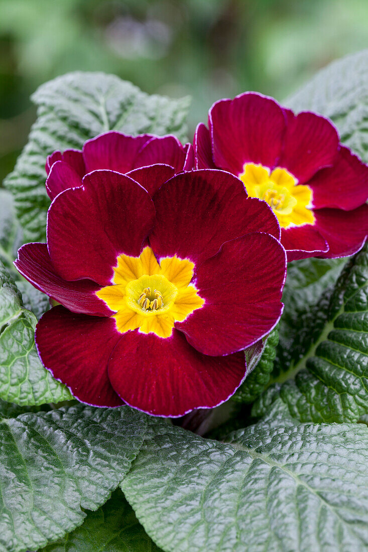 Primula vulgaris