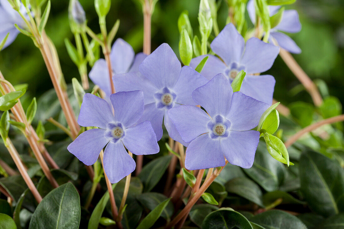 Vinca minor