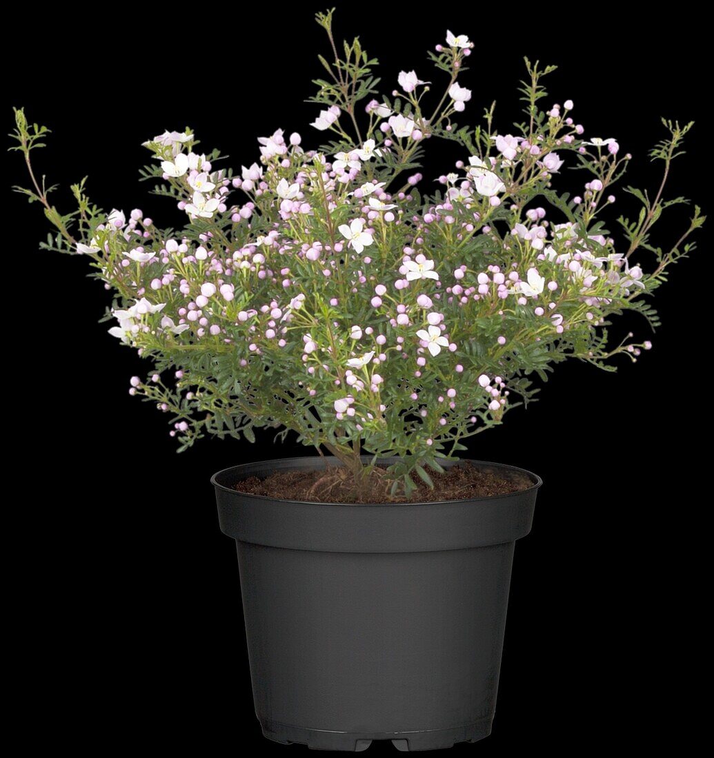 Boronia anemonifolia