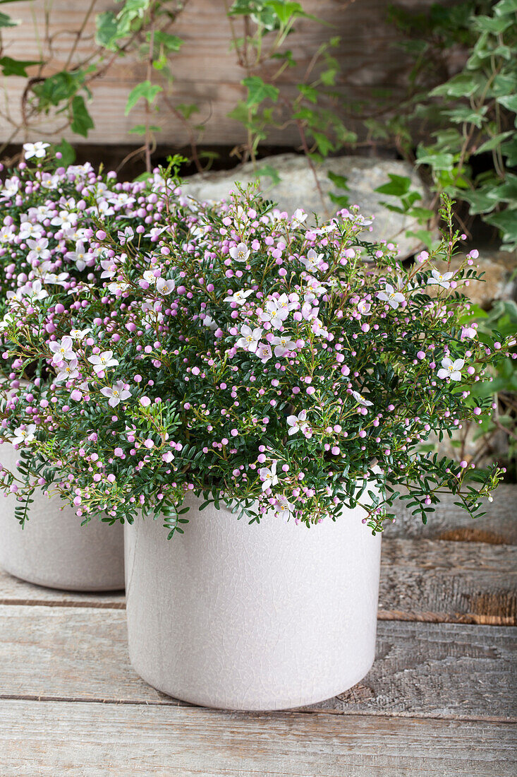 Boronia anemonifolia