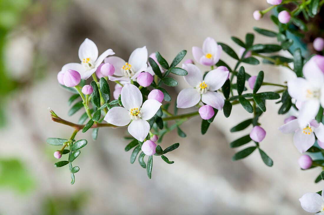 Boronia anemonifolia