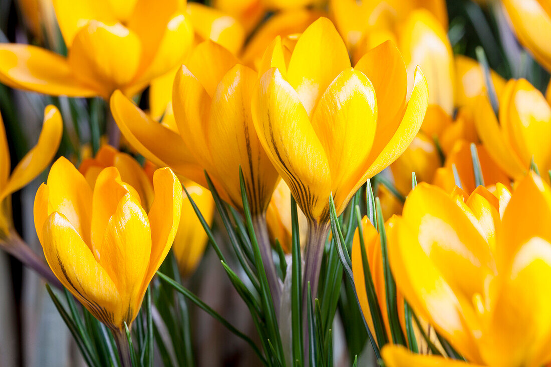 Crocus chrysanthus