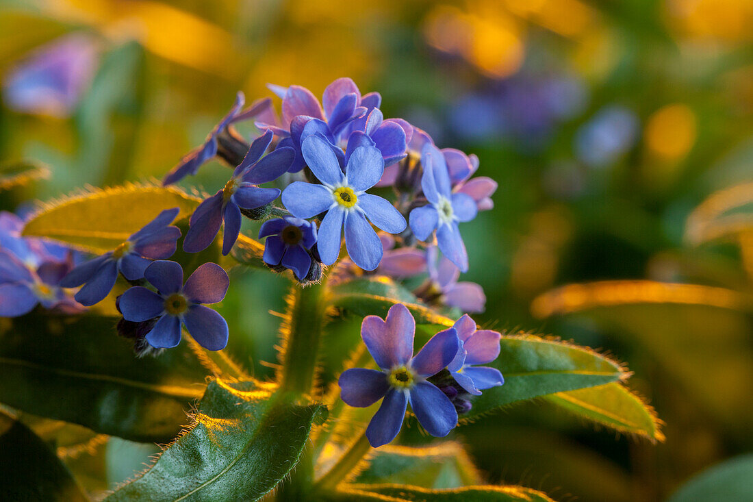 Myosotis