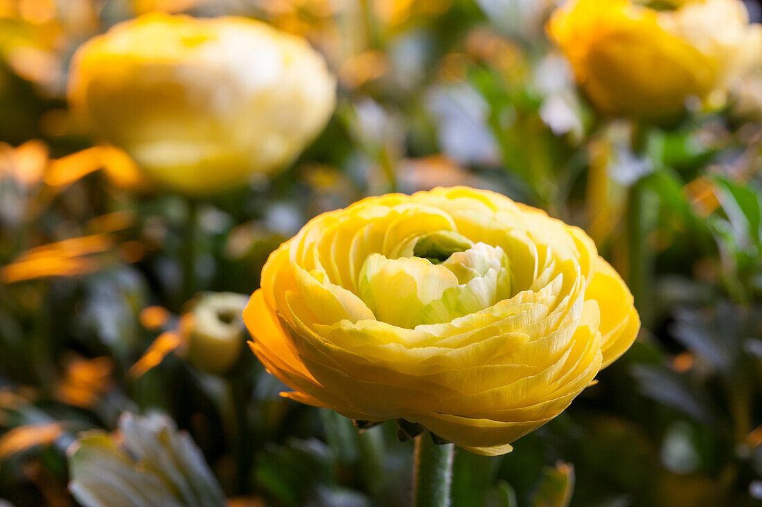 Ranunculus asiaticus