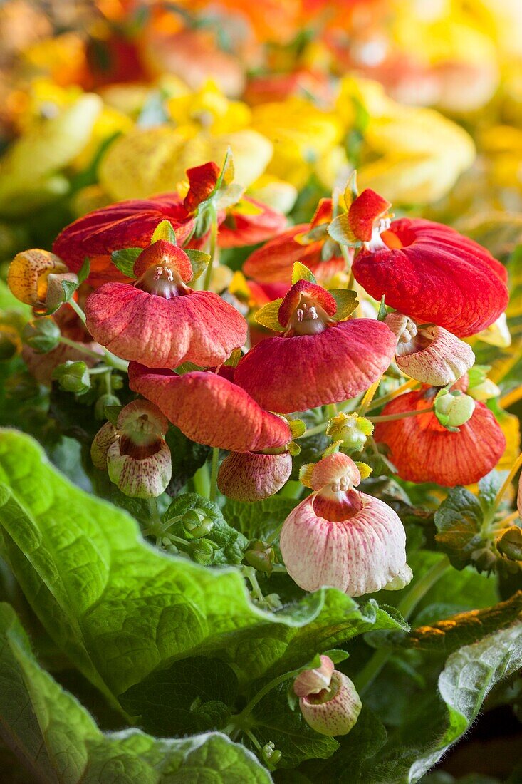 Calceolaria