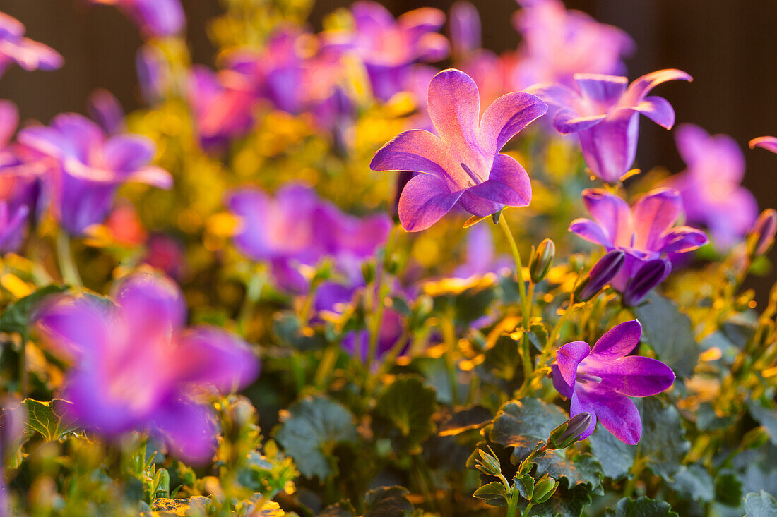 Campanula portenschlagiana