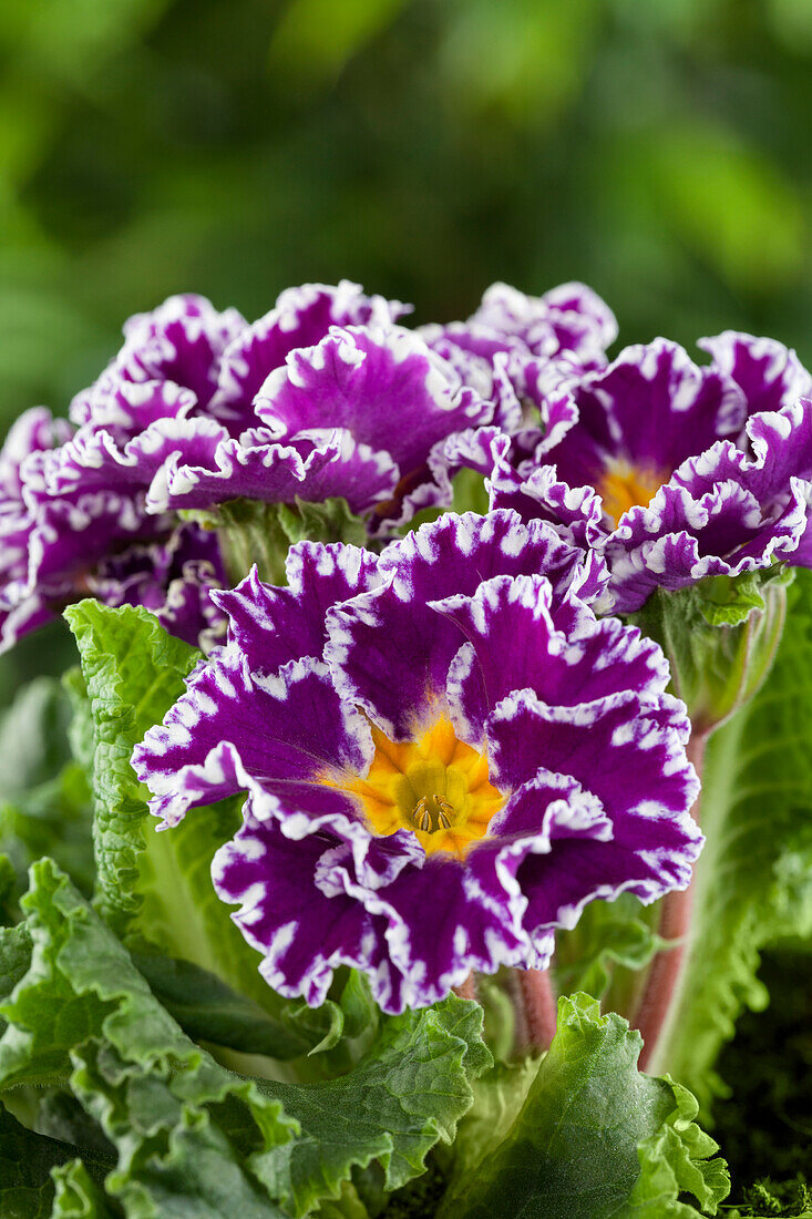 Primula vulgaris 'Sirocco'